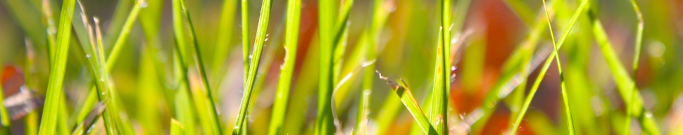 Grafik Head Karriere Personalmanagement Thomas Riemann, Free-Pic stockvault-grass 128087