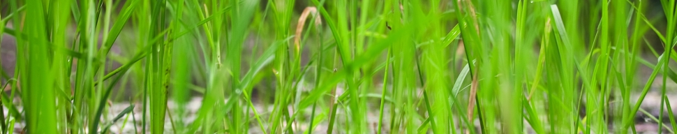 Grafik Head Karriere Personalmanagement Thomas Riemann, Free-Pic stockvault-grass 136922